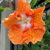 Set of 7 Hibiscus Cuttings for Planting, Tropical Flowering Plants, Ready to Grow, Suitable for Outdoor Garden or Containers (Orange Hibiscus)