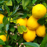 Meyer Yellow Lemon Tree Live Plant, Starter Seedling 2-3" Tall Citrus Tree, Hardy Yellow Lemon Fruit Tree for Outdoor Planting