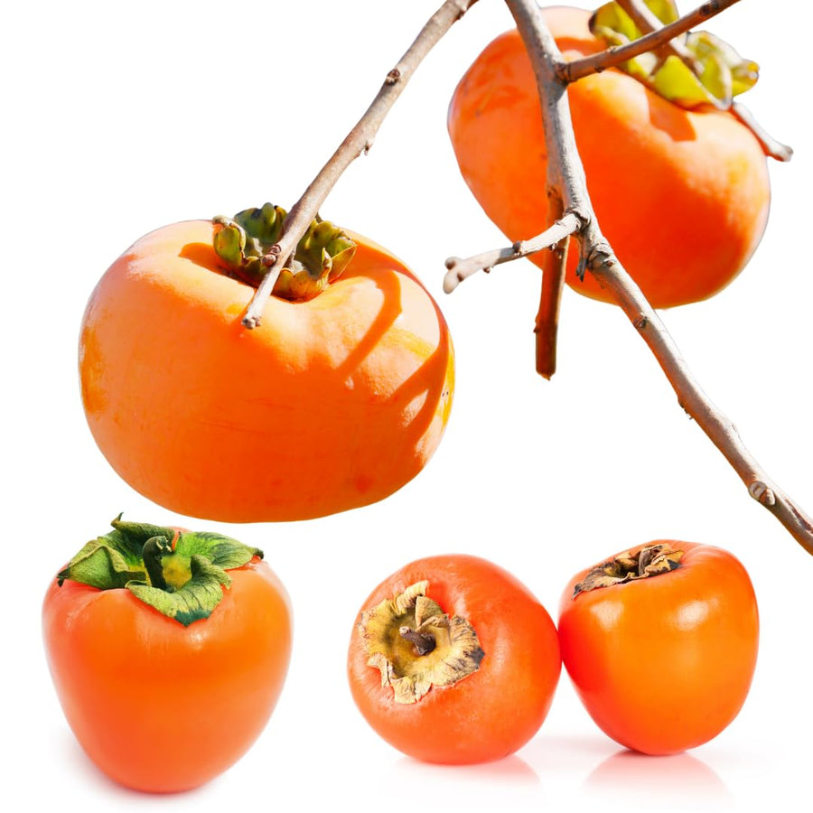 Sweet American Persimmon Trees Live Plants, 6"-15" Common Persimmon Fruit Tree Zones 4 to 9