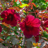 Cranberry Hibiscus Plants Live, 2 Live Plants, Live Red Hibiscus Plant Starter Plants, 3 Inches and 6 Inches in Height