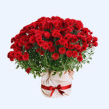 Red Chrysanthemum Plants Live Tree Well Rooted, 4 to 6 Inches Tall, Mums Plants Live, Live Chrysanthemum Flower Plants, 2 Plants for The Patio and Garden