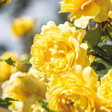 Sunrosa Rose Plant Live, Come Bare Root with Soil, No Leaves, 5 to 7 Inches (Yellow)
