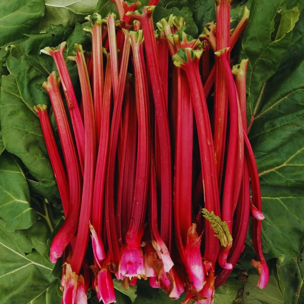 100 Red Rhubarb Seeds for Planting, Rhubarb Seed, Vegetable Plant Seeds Gardening Outdoor