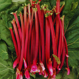100 Red Rhubarb Seeds for Planting, Rhubarb Seed, Vegetable Plant Seeds Gardening Outdoor