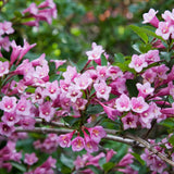 2 Pink Weigela Plant Live Tree in 4-Inch Pot, 6–9 Inches Tall, Hardy Ornamental Weigela for Garden, Patio, or Outdoor Landscaping