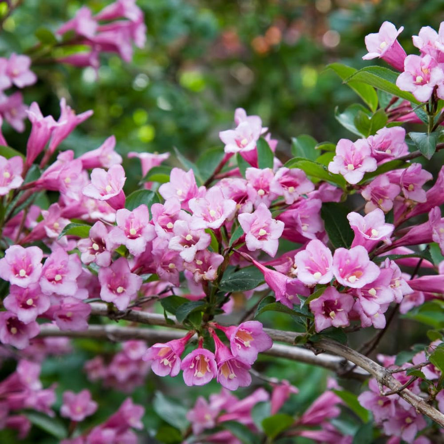 2 Pink Weigela Plant Live Tree in 4-Inch Pot, 6–9 Inches Tall, Hardy Ornamental Weigela for Garden, Patio, or Outdoor Landscaping