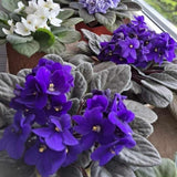 African Violets Live Plant 4-8 Inches Tall, 4 Inch Pot, African Violets Plants Live, Flowering Houseplant for Planting (Blue African Violets)