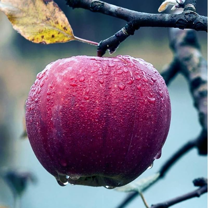 Black Apple Tree Live Plant, Sweet Apple Plant Live for Planting 18-24 Inch Tall, Bareroot, Live Apple Tree Plant, Black Apple Fruit Tree Ready to Grow Your Garden