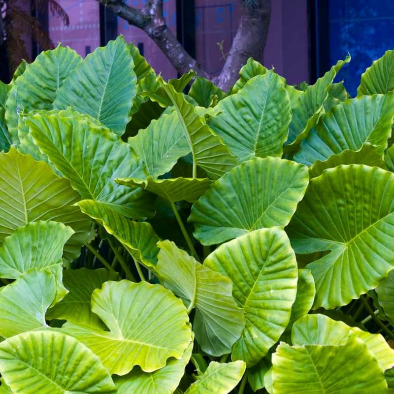 Alocasia Plant Live, Rare Elephant Ear Plant Indoor in 4 Inch Pot, Tropical Foliage, Compact Houseplant for Office, Room and Home Décor - Giant Green