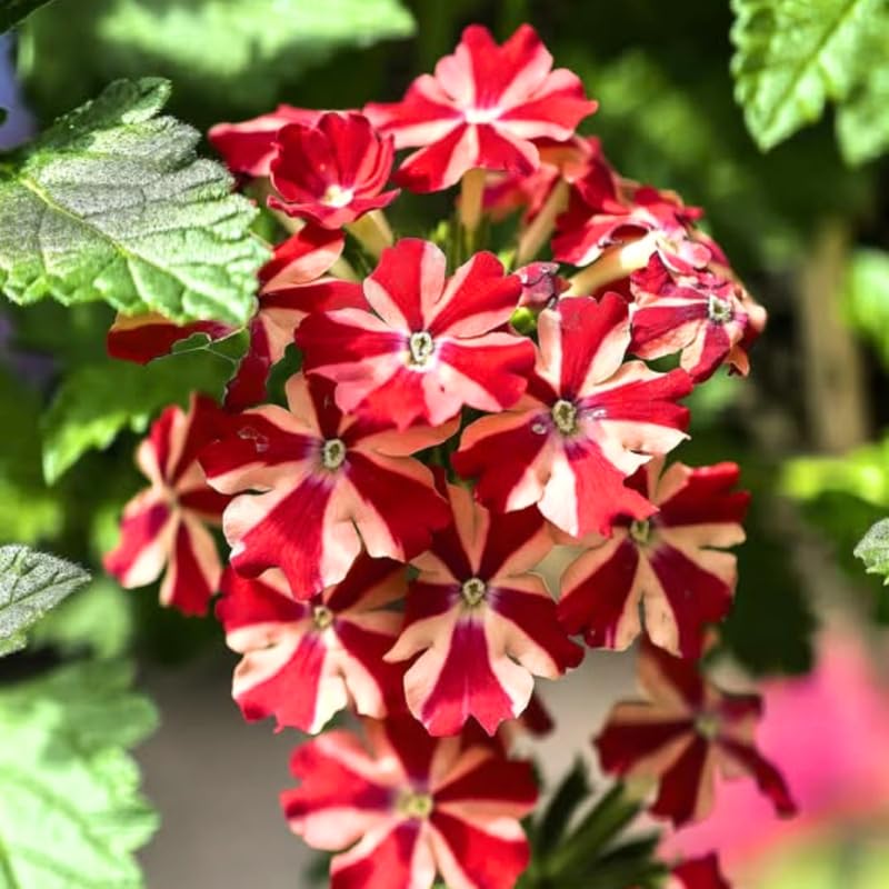 4 Red White Verbena Plants Live, 5-9" Tall Hardy Perennial Flower Plants, Well-Rooted for Outdoor Planting