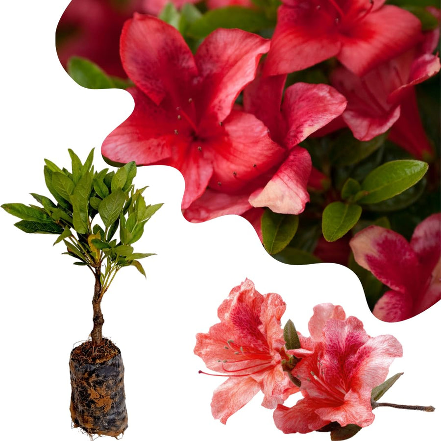 Live Azalea Plant, Rhododendron Flowering Shrub, Hardy Ornamental Plant, 10 Inches Tall, for Indoor or Outdoor Planting (Red Azalea)