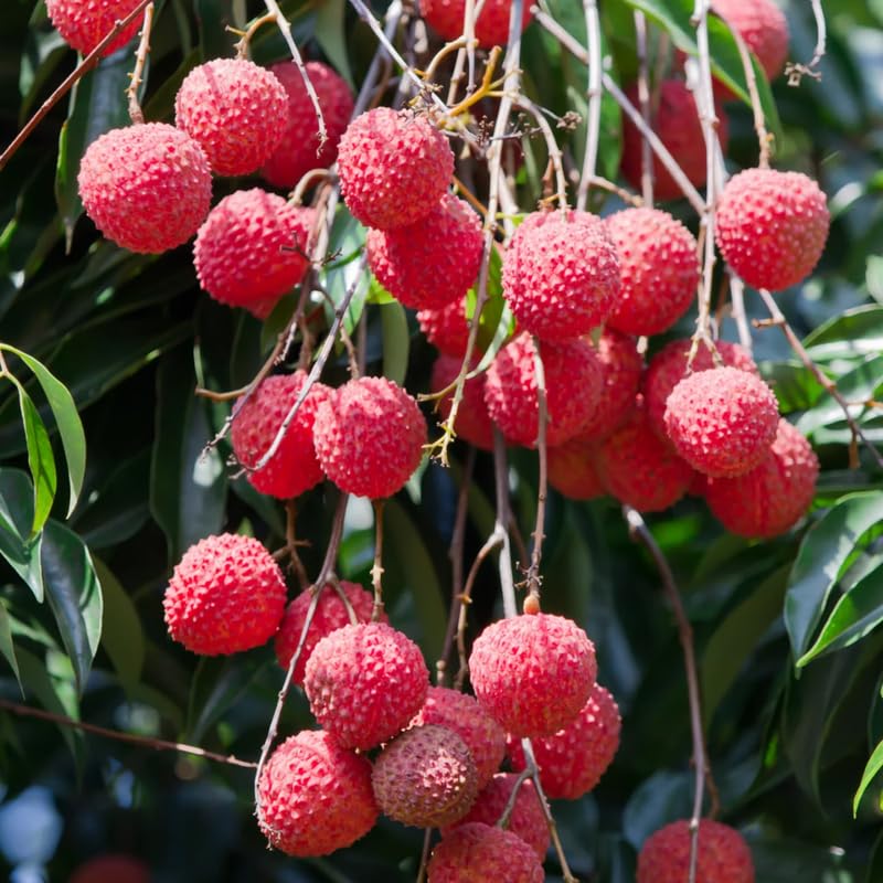 Sweet Lychee Tree Live Plant 9-12 Inch Tall, Half Gallon Pot, Sweet Lychee Plant Live, Tropical Litchi Fruit Tree