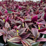 Wandering Jew Live Plant, Purple Tradescantia Zebrina Succulent Plant Live for Growing Hanging Basket Plant, 4 Inc Pot