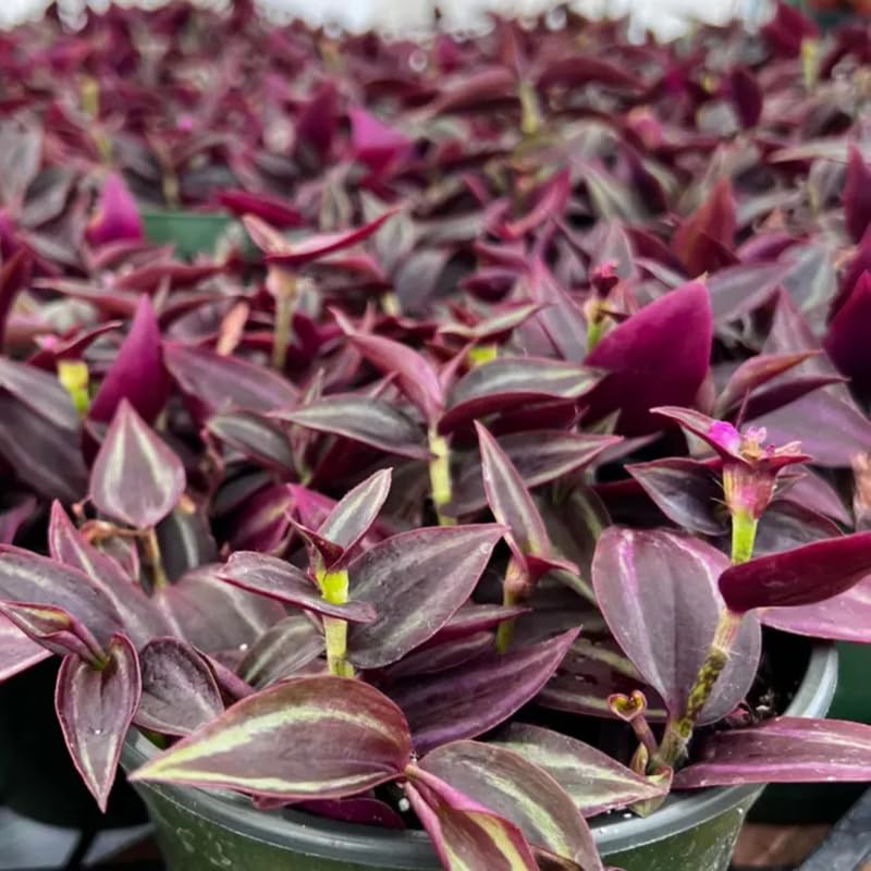 Wandering Jew Live Plant, Purple Tradescantia Zebrina Succulent Plant Live for Growing Hanging Basket Plant, 4 Inc Pot