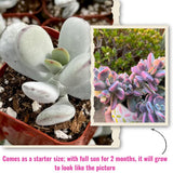 2 Rare Orbiculata Cotyledon Succulent Live Plants 2" Potted, Fast-Growing Trailing Succulent Rare House Plant for Home Office Decoration