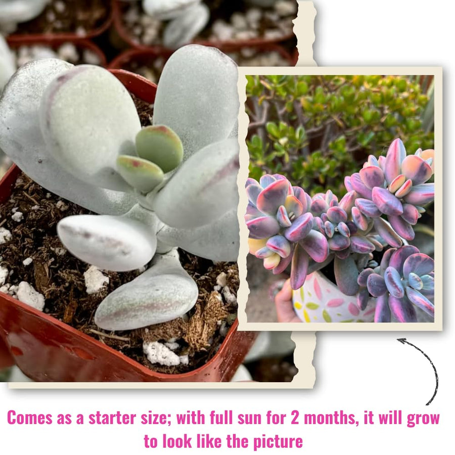 2 Rare Orbiculata Cotyledon Succulent Live Plants 2" Potted, Fast-Growing Trailing Succulent Rare House Plant for Home Office Decoration