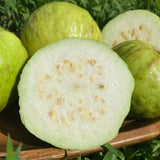Sets 2 Mixed Pink and White Guava Trees Live Plants, Potted 8-12" in Tall Tropical Fruit Tree, Zones 9-11 for Outdoor Indoor Planting