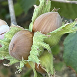 Live Hazelnut Shrub Live Plant 6-10" Tall, in Quart Pot, Hazelnut Plant for Landscaping and Garden, Dormant in Wintert, Well Rooted in Winter