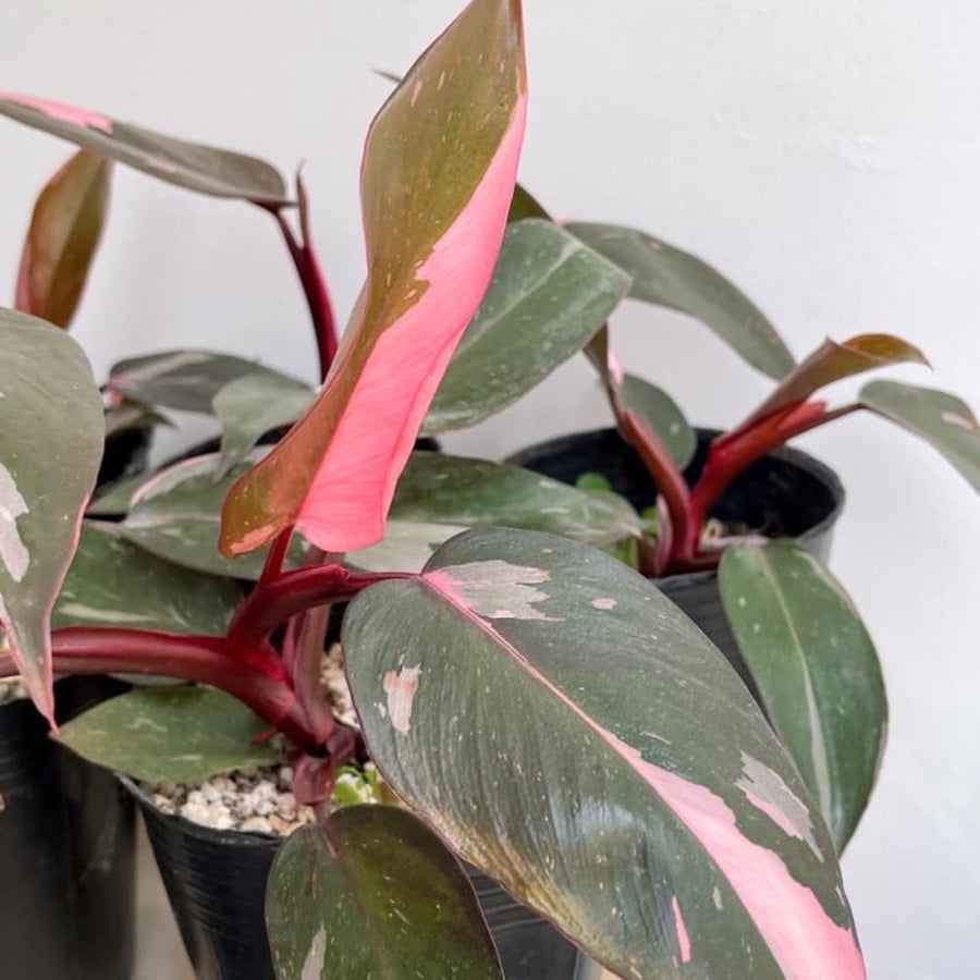 Rare Philodendron Plant Live in 4" Pot, Variegated Red White and Green Leaves, Rare Houseplant Indoor Outdoor Decor, Colorful Stems