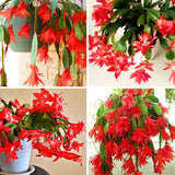 Easter Cactus Plant Live, Spring Cactus Live Plant, 4-8 Inch Height, Holiday Blooms for Outdoor Spaces, No Pot, Bareroot (Red)