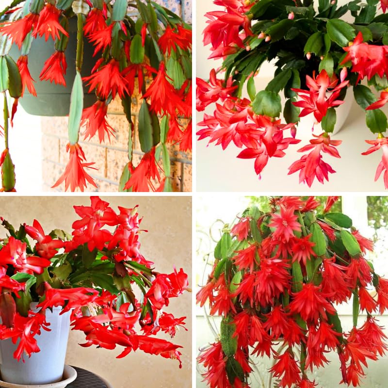 Easter Cactus Plant Live, Spring Cactus Live Plant, 4-8 Inch Height, Holiday Blooms for Outdoor Spaces, No Pot, Bareroot (Red)
