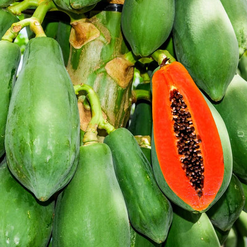 Papaya Tree Live Plant 5 to 10 Inc Tall in 4" Pot, Starter Plant Well-Rooted Fresh Fruit Plant Tropical Zones 9-11, No CA