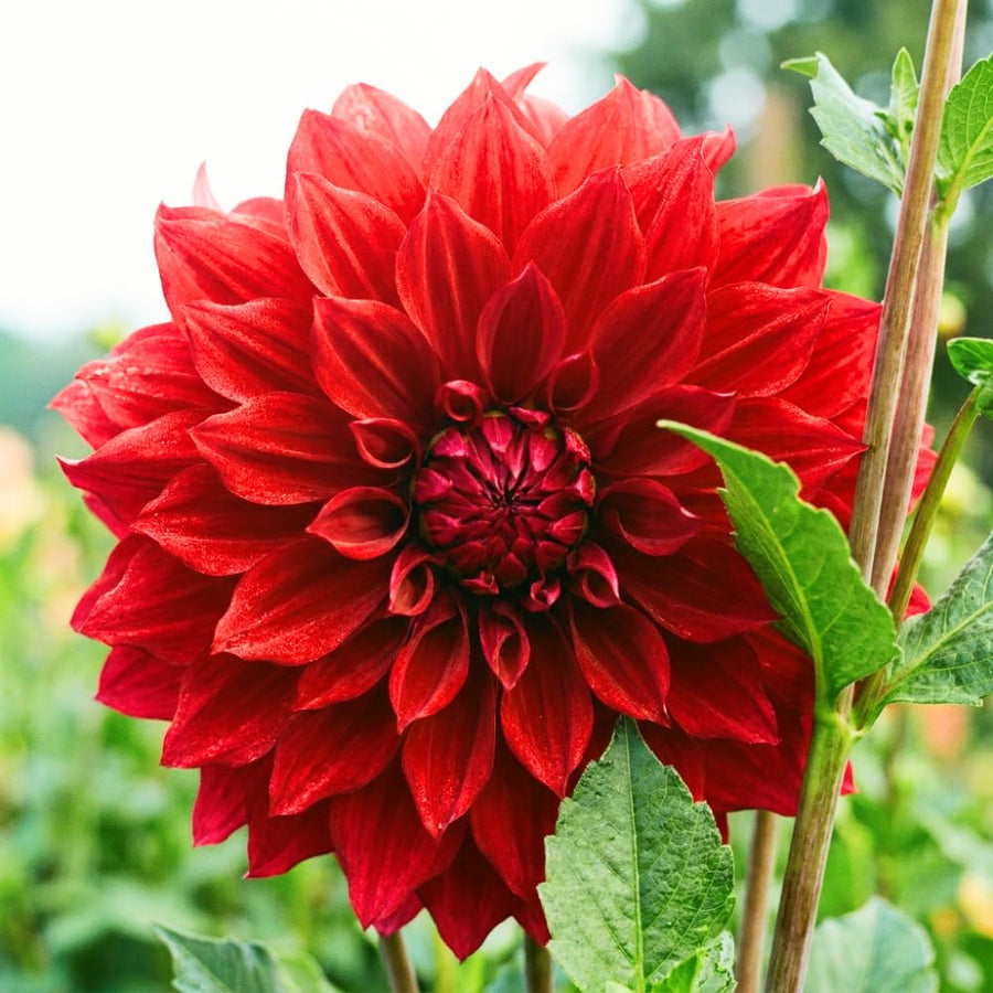 Dahlia Tuber for Planting, Red Dahlia Flower for Summer Blooms, Large and Vibrant Flowers, Suited for Zones 8 to 11