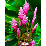2 Pink Ginger Plants Live for Planting, Tropical Flowering Plant for Garden or Patio, Hardy Ginger Plant No Pot, 5-9" Height