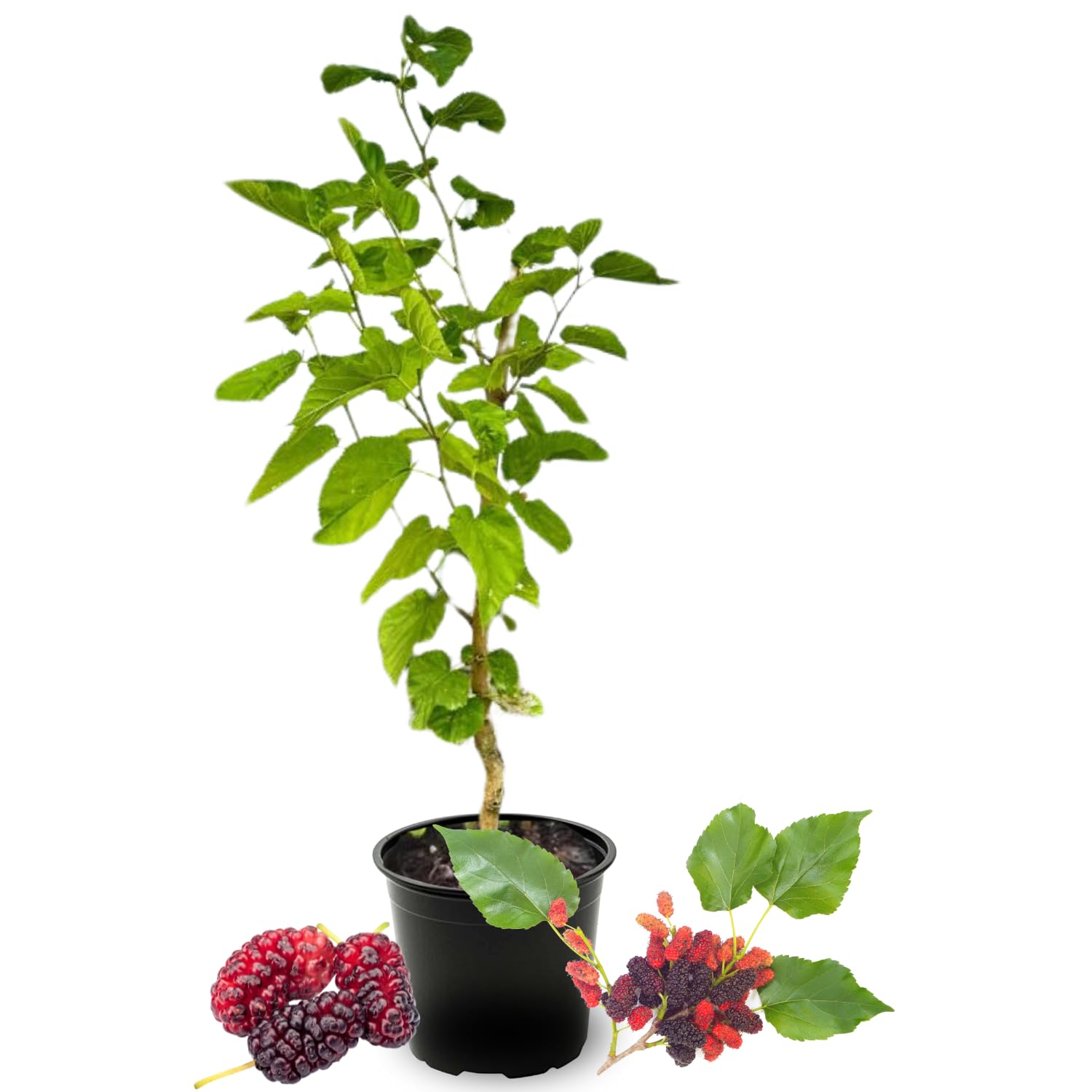 Dwarf Mulberry Plant Live for Planting 6 to 10 Inch Tall, in 3.5" Pot, Everbearing Mulberry Trees, Sweet Mulberry Fruit Plants Home Garden