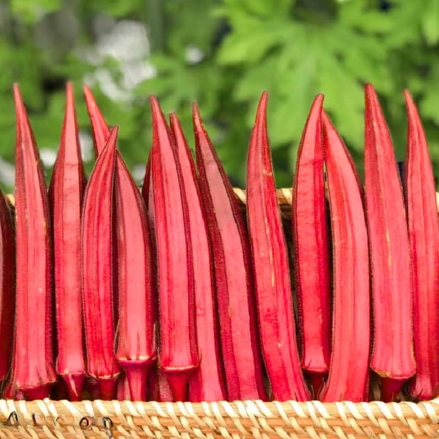 2 Red Okra Plants, 4-8 Inc Tall, Okra Plants Live for Planting, Live Vegetable Plant, Fast-Growing and Well-Rooted