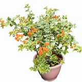 2 Bougainvillea Plants Live, Trailing Flowering Vines, 5-9” Tall, Well-Rooted Bougainvillea Trees for Outdoor Garden or Patio (Orange Ice Bougainvillea)
