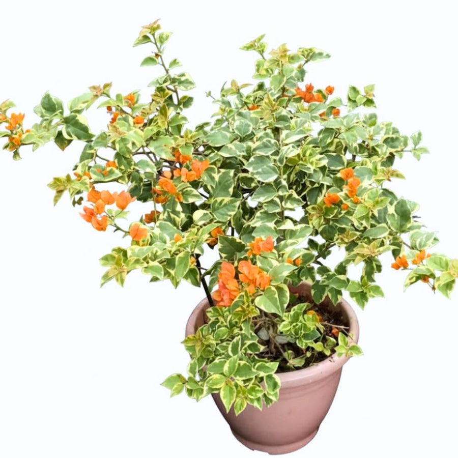 Set of 2 Trailing Bougainvillea Plants Live, Bougainvillea Flowering Vines, 5-9” Tall, Well-Rooted (Orange Ice Bougainvillea)