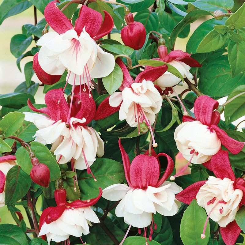 Pink White Fuchsia Plant Live in 5-Inch Pot, Hanging Basket Flower, Hardy Fuchsia Vine for Shade Gardens, USDA Zones 8-11