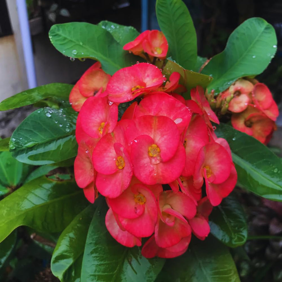 Red Crown of Thorns Plant Live, Crown of Thorns Live Plant, 4 Inc Potted, Perennial Succulent Plant Live
