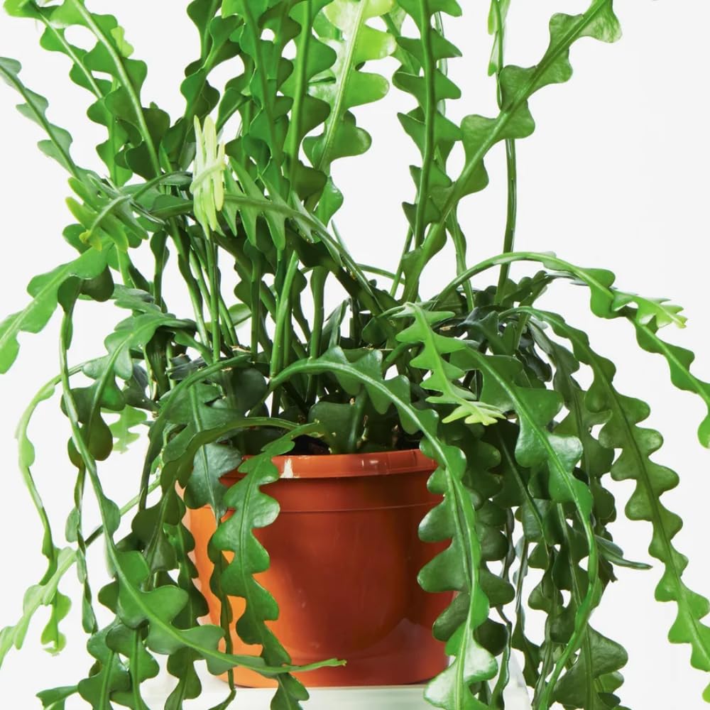 Epiphyllum Fishbone Cactus Starter Plant – 6-7" Tall, Live Succulent for Hanging Baskets, Indoor Houseplant in 2" Pot