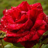 Rose Bush Live Plant - Climbing Rose Plant Live Shrub - Bareroot with Soil 7-10 Inch Tall - Fragrant Rose Flowers Heirloom Rose Shrub (Rare Red Rose)