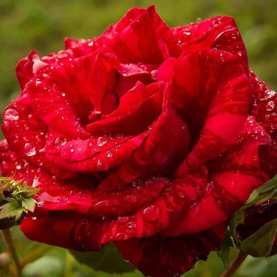Rose Bush Live Plant - Climbing Rose Plant Live Shrub - Bareroot with Soil 7-10 Inch Tall - Fragrant Rose Flowers Heirloom Rose Shrub (Rare Red Rose)