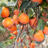 American Persimmon Tree Live Plant, Persimmons Fruit Plant Live, Zone 9 to 11, 5 to 7 Inc Tall Well Rooted