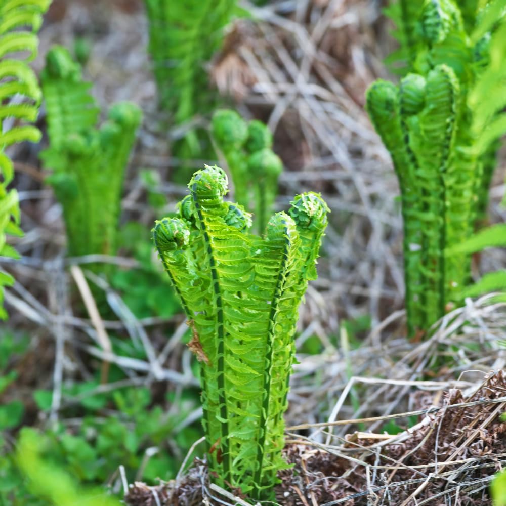 Set 10 Ostrich Fern Plants Roots, Live Fern Plants, Perennial Ground Cover Plant, 10 Roots