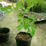 Outdoor Moringa Tree Live Plant, 6-8 Inc Malunggay Plants Live, Drumstick Tree Horseradish, Herb Moringa Plants for Planting in 4" Pot