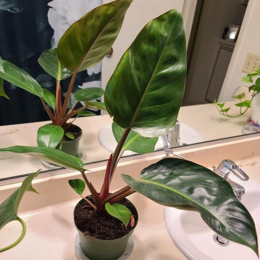 Set of 2 Live Red Green Philodendron Plants in 4 Inch Pots, Tropical Indoor Houseplants with Variegated Foliage, Ready to Grow