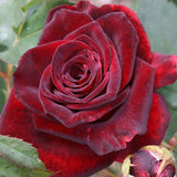 Deep Red Black Climbing Roses Live Plants 7 Months Old, Rose Bushes Ready to Plant 5-9" Tall, Very Fragrant, Can Grow As Climber or Bush Tree or Trellises, Walls, Fences
