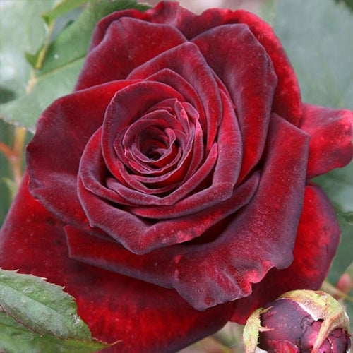 Deep Red Black Climbing Roses Live Plants 7 Months Old, Rose Bushes Ready to Plant 5-9" Tall, Very Fragrant, Can Grow As Climber or Bush Tree or Trellises, Walls, Fences