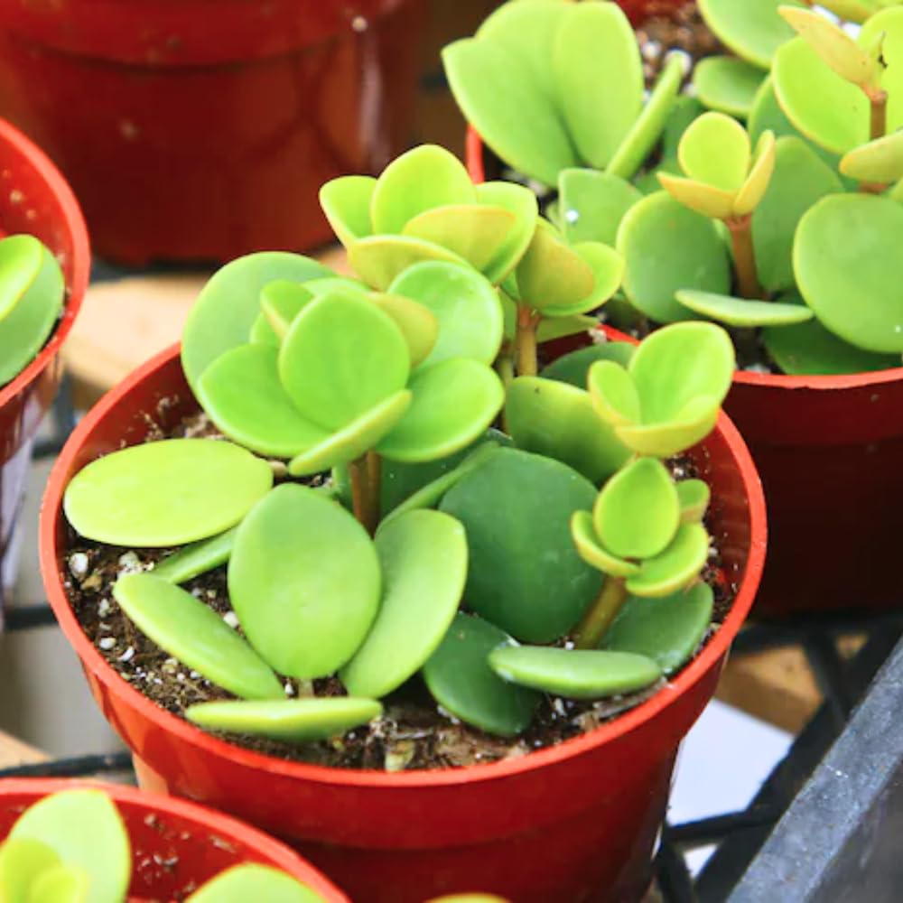 Peperomia Live Plant in 4" Pot, Easy-Care Indoor Trailing Houseplant Succulent Live (Hope Peperomia)