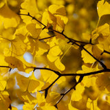 Ginkgo Tree Live Plant, Yellow Ginkgo Plant 4 to 6 Inch Tall in Pot, Cold Hardy, Low Maintenance Outdoor Garden Plant