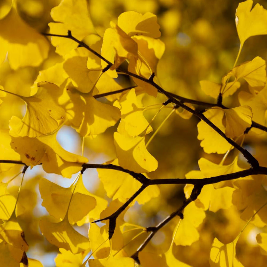 Ginkgo Tree Live Plant, Yellow Ginkgo Plant 4 to 6 Inch Tall in Pot, Cold Hardy, Low Maintenance Outdoor Garden Plant