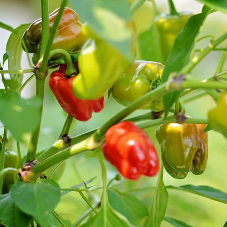 Set 2 Pepper Hot Belle Plants Live, 90 Days Old Pepper, Small, Bell-Shaped Peppers with Vibrant Colors, No Pot
