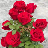 Miniature Rose Plant, Live 3” Potted Rose, Compact, Colorful Flowering Rose Bush for Indoor Outdoor Gardens (Red)