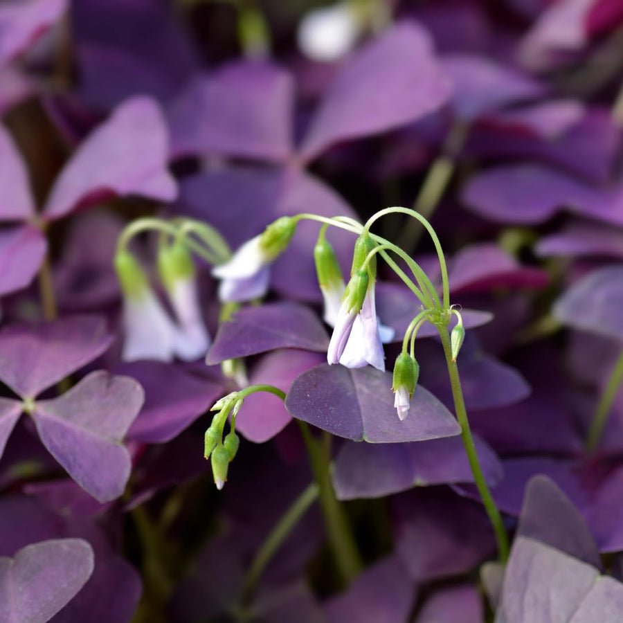 Live Purple Shamrock Plants, Deep Purple Oxalis, 4-8 Inches Tall in 4 Inch Pot Hardy Perennial for Growing