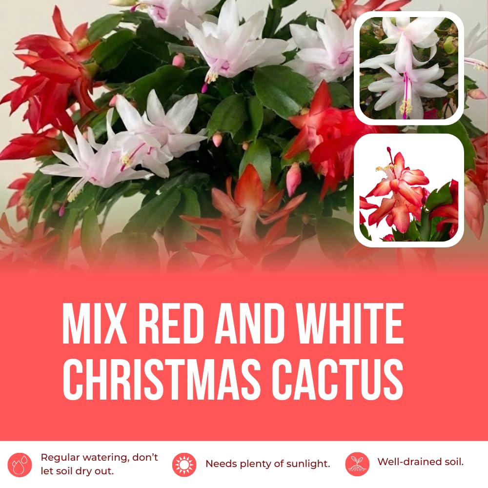 Mix Red and White Christmas Cactus, Holiday Cactus, Live Flowering Succulent Plant, 6 Inch Pot for Indoor or Outdoor Growing